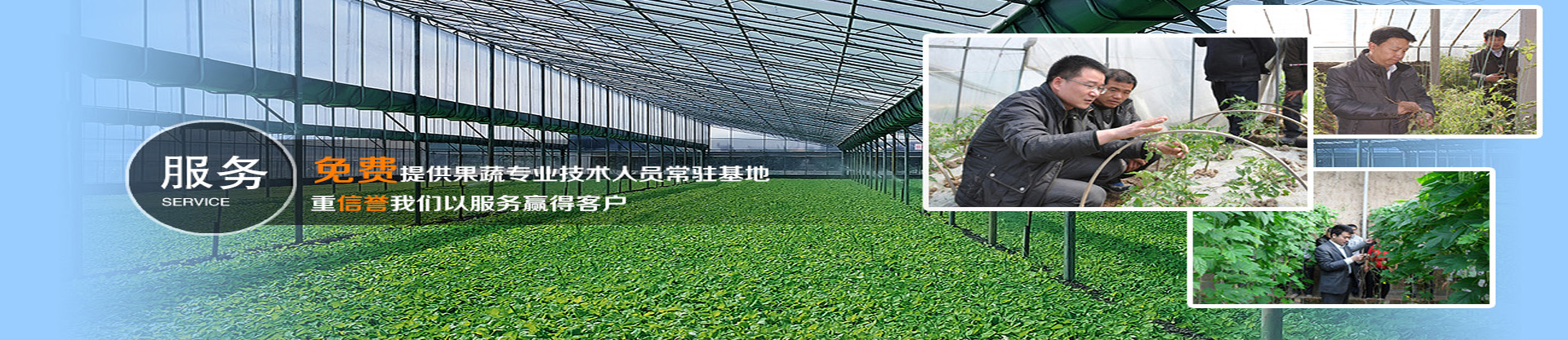 大棚蔬菜種植技術(shù)培訓師資力量